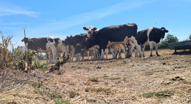 Dans les prairies desséchées et surpaturées, les animaux ont plus de risque d'ingérer des larves de parasites digestives. 