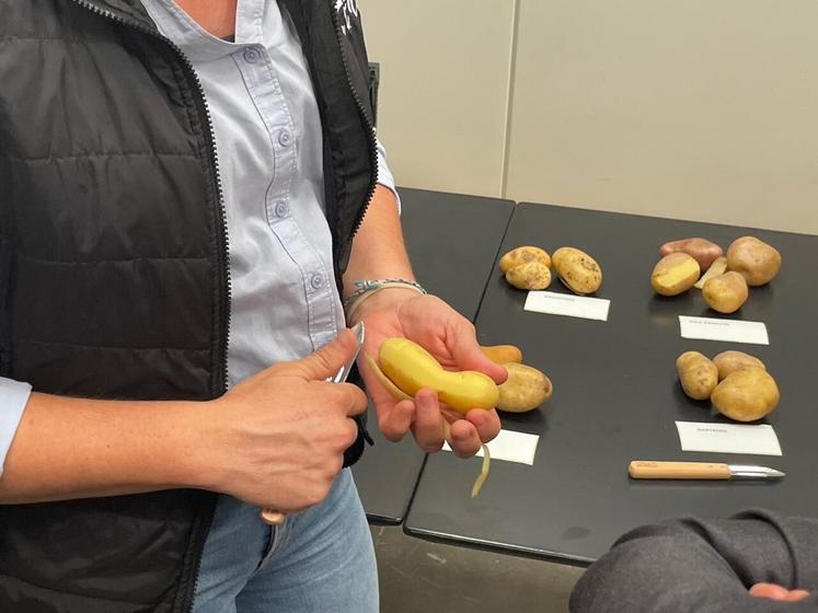 Une pomme de terre non commercialisable à cause de la gale argentée. Une fois épluchée, la pomme de terre est pourtant totalement comestible.