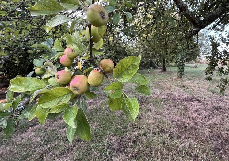 Des incertitudes demeurent sur le niveau final de la récolte qui ne pourra être plus précisément évalué que dans quelques semaines : les pluies seront déterminantes pour les fruits encore dans les arbres