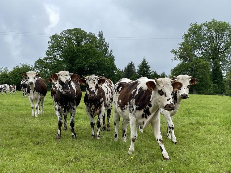 La région est principalement terre d'élevages.