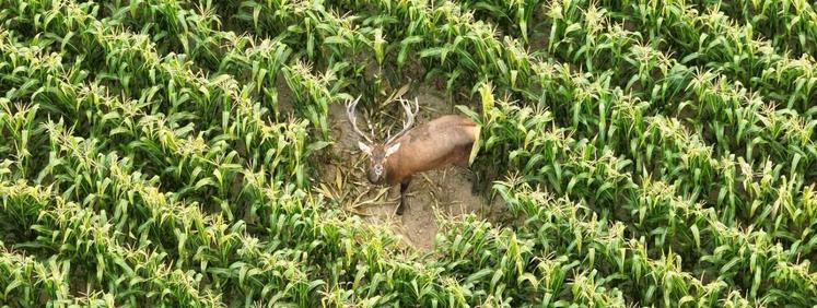 Un chevreuil, trouvé mort sur la commune de Combray, s'est révélé positif à la tuberculose bovine.