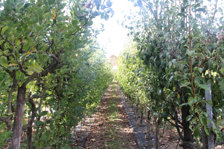 Bernard Coulon produit environ 600 variétés fruitières, dont près de 350 pommes, 200 poires, une soixantaine de fruits à noyaux.