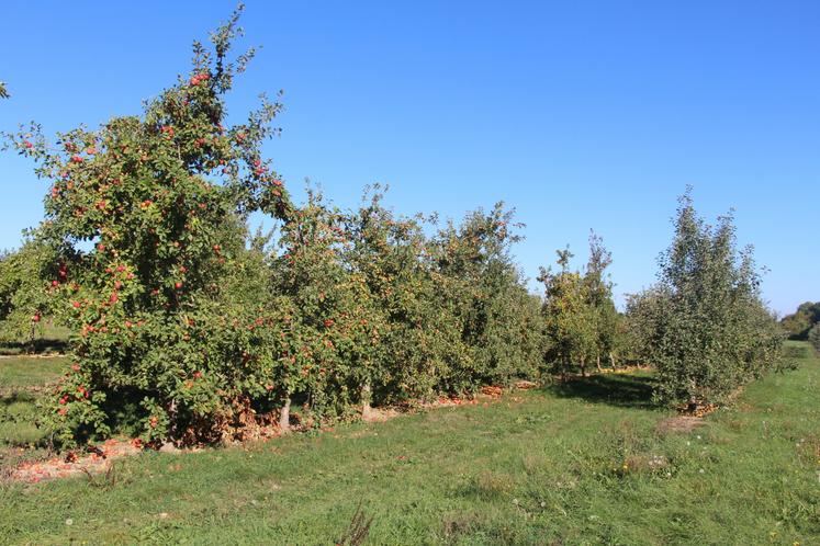 "Depuis 2023, 10 variétés ont servi de géniteurs femelles. Le suivi comparatif avec le Sud Loire concerne 25 variétés. Pour le projet Confirm, 5 variétés sont testées", détaille Marie-Cécile Vergneaud, cheffe de projet à l'IFPC 61.