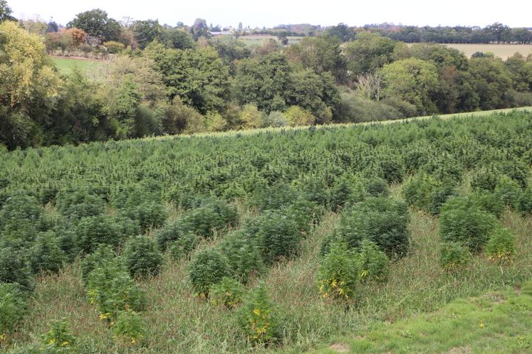 La parcelle fait 1,5 ha et elle regroupe une quinzaine de variétés autorisées par l'Union Européenne. Le sol est argilo-limoneux et comme pour un vin, il influence fortement le rendu de la culture.