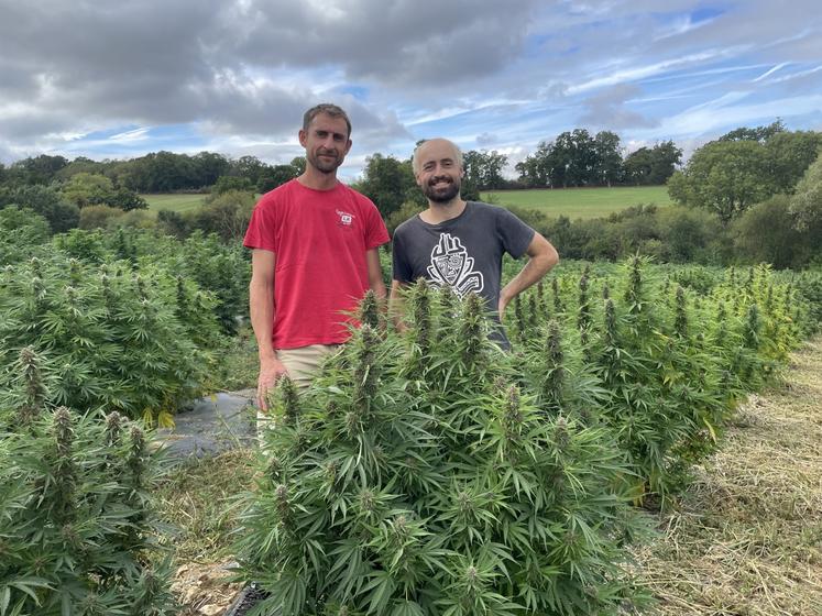 Clotaire et Marius s'activent : l'heure des premiers ramassages de la saison est lancée. Le chanvre CBD est semé en avril, à raison de 5 000 pieds/ha, pour une récolte de mi-septembre à fin octobre, selon les variétés.