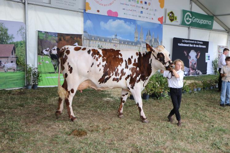 Pour Gwen de l'EARL des P'tites Normandes, pas question de rater une édition de Vachement Caen. Habituée aux rings depuis sa plus tendre enfance, elle mène sa vache avec conviction, sous les yeux du jury.