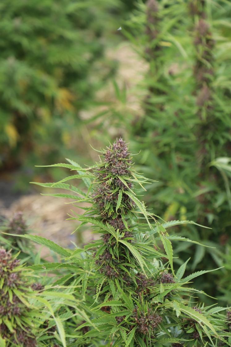 Pour obtenir le CBD, seules les variétés féminisées sont implantées.