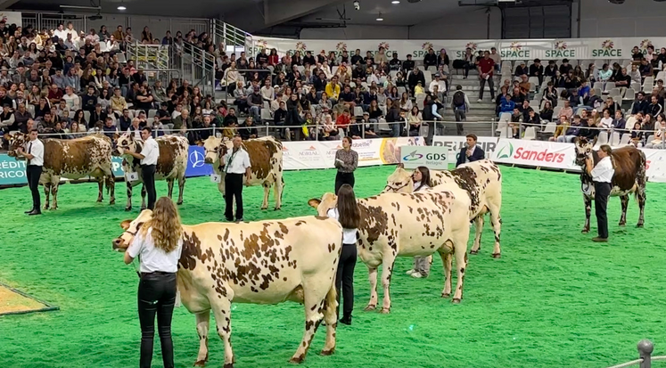 La race Normande sera de retour au Space après un an d'absence. Elle sera même en force puisqu'elle sera à l'honneur pour les 40 ans de ce salon professionnel.