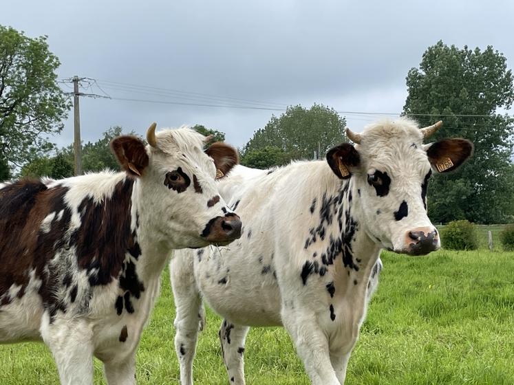 Par manque de fourrage, les éleveurs seraient tentés de diminuer le nombre de bouches à nourrir.