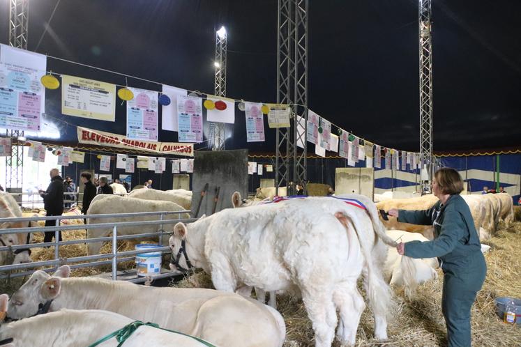 Le concours départemental Charolais a fait son grand retour à la foire de Caen depuis 2024.