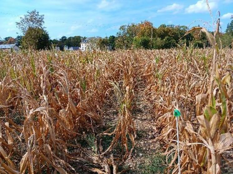 Au sud de la plaine de Caen, "les pertes varient entre 30 et 50 %", selon les techniciens des Chambres d'agriculture. La profondeur de sol et la date de semis ont joué, mais la tendance est tout de même à la perte de rendements sur plusieurs secteurs du département.
