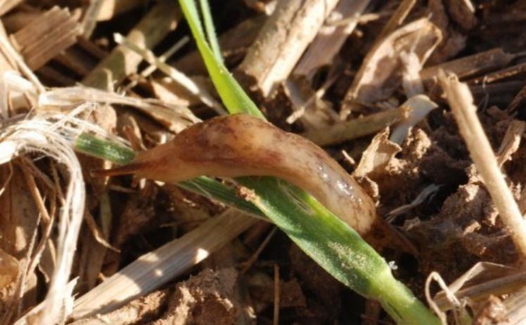 Aucun dégât de limaces n'a été relevé dans les huit parcelles de blé et d'orge observées pour ce ravageur.