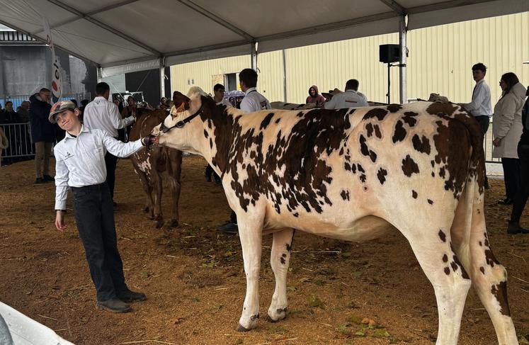 Le grand retour des bovins et de leur concours au salon "Tous Paysans".
