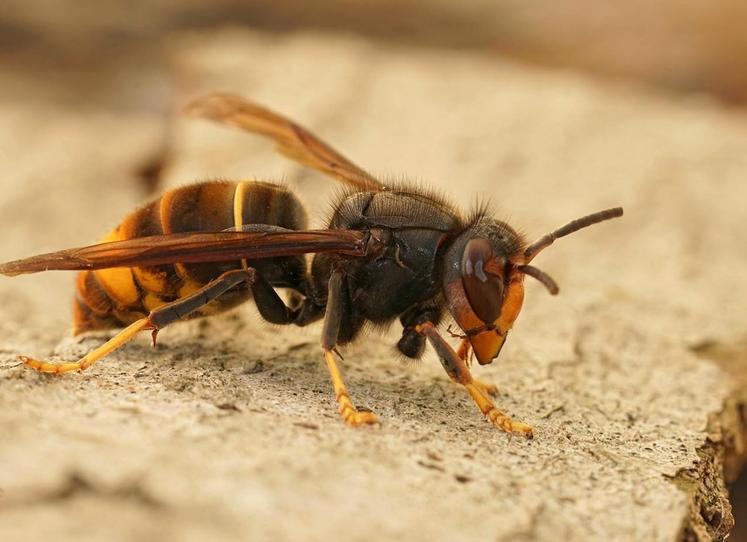 41 % des nids de frelon asiatique sont répertoriés dans le Cotentin.