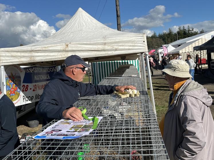Jerome Galles, président de l'Association avicole du Bocage Granvillais, s'investit dans la sauvegarde des races patrimoniales. Il prépare une exposition nationale les 28 et 29 novembre à Saint-Martin-de-Bréhal.