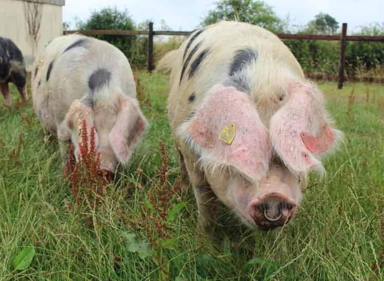 Le cochon de Bayeux et ses copains des autres races patrimoniales normandes sera au Fêno tout le week-end à Caen