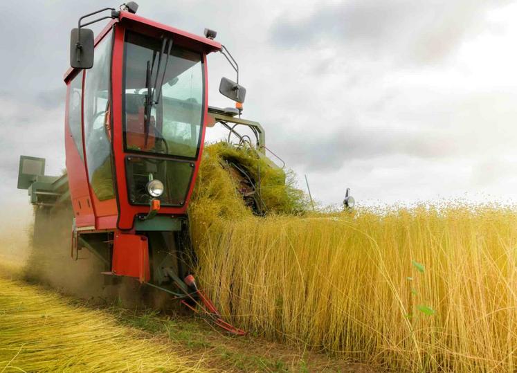 Les arrachages ont démarré tôt - début juin pour les premiers lins d'hiver, fin juin pour les lins de printemps - mais l'été très sec et chaud a retardé le rouissage.