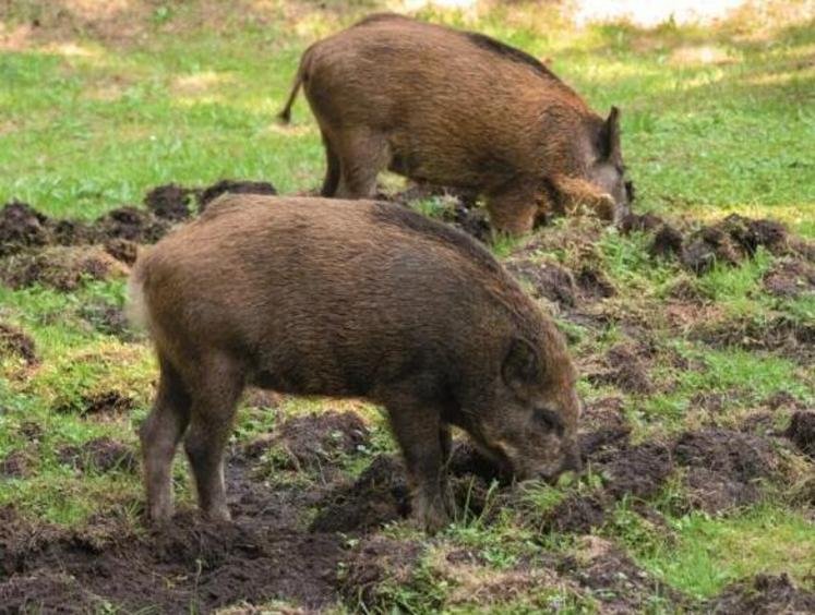Après plusieurs mois de sécheresse, les premières pluies ont assoupli les sols, permettant aux sangliers de fouiller les prairies