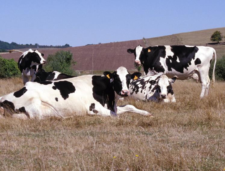 Une prairie jaunie par le manque d'eau : les représentants des éleveurs contestent régulièrement l'évaluation des pertes.