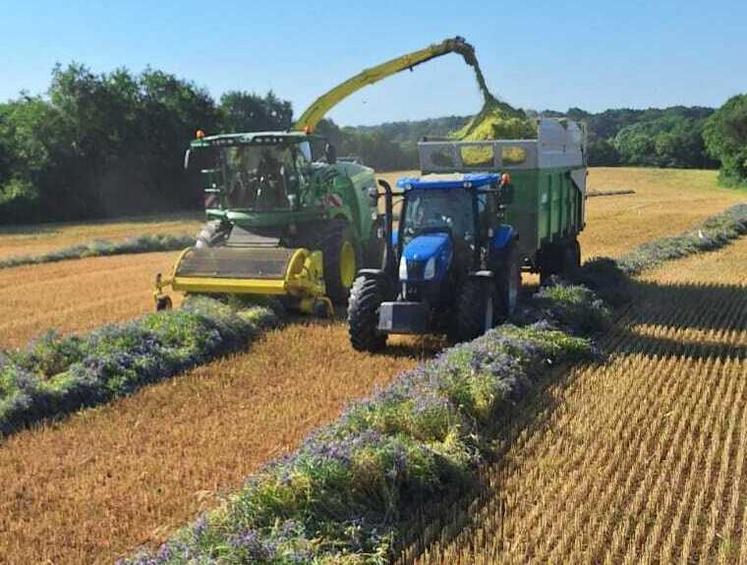 Le méteil implanté cet automne pourra être récolté en ensilage en mai.