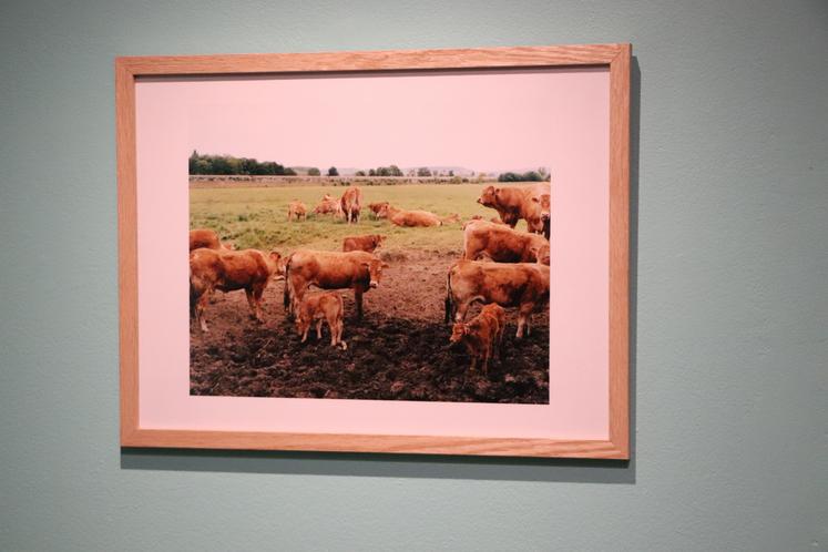 Pour Naïma Lecomte, en résidence artistique à Pont-l'Évêque, la cambrousse se découvre au fil de la Touques. "On retrouve ces vaches, avec l'artère de vie qu'est l'autoroute en fond. C'est prégnant, on vit avec."
