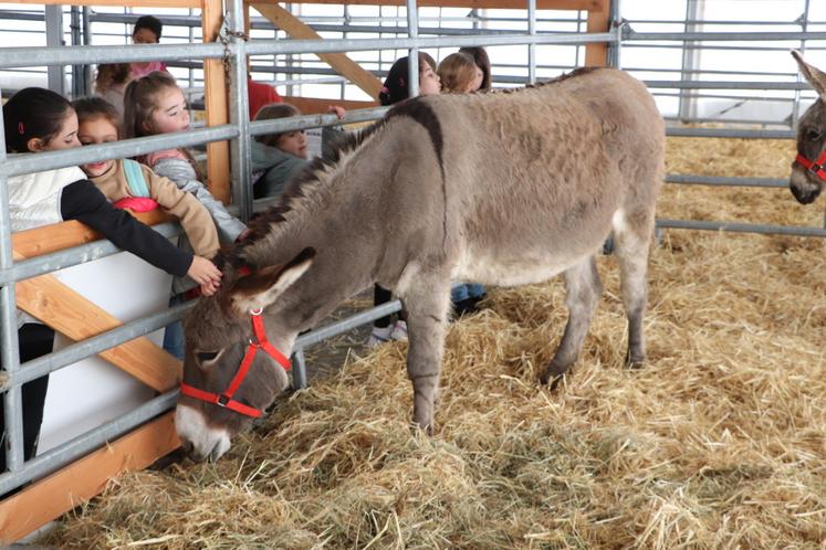 Retrouvez les races normandes au sein de la mini-ferme du Fêno. Photo d'archives.