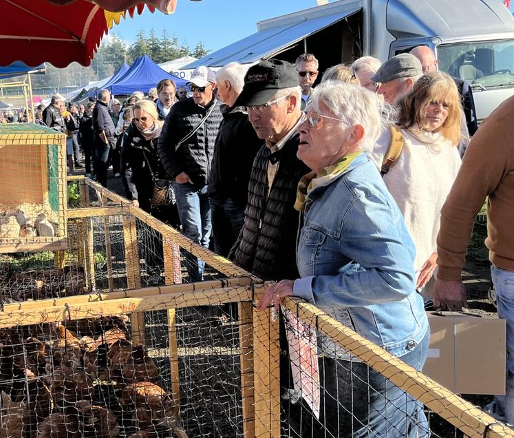 L'allée des volailles a été déplacée au coeur de la foire. Cette relocalisation a permis à différents exposants de venir proposer à la vente différents sujets (poules, cailles, canetons...). 