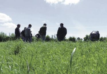 La prairie, une incontournable en Normandie à reconsidérer.