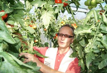 Alain,Cottebrune au milieu de ses tomates. “Mes clients savent que je n’ai rient à cacher; ils font donc confiance à la production locale”.