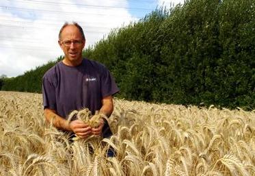 Marc Lecoustey : “je ne connais pas d’agriculteurs qui ont essayé le triticale pour l’abandonner ensuite”.