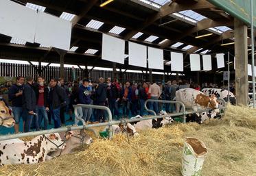 Plus de 350 personnes ont assisté à la vente aux enchères Prim’Holstein, vendredi 25 juin, organisée au Gaec des Grilles, à Mahéru.