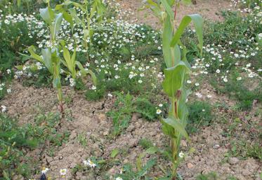 Une grosse homogénéité sur les maïs. ici des plants qui ont souffert d’une implantation tardive, dans le Cotentin. (ec)