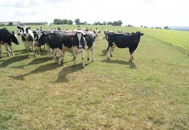 Malgré les pluies récentes, le manque de fourrage pour les vaches laitières notamment se fait cruellement sentir dans la Manche