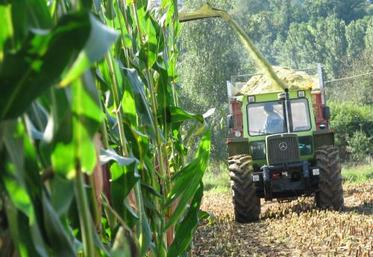 Cette année, compte tenu de la tendance des marchés en céréales, le maïs grain pourrait  être payé 7,5 €/quintal (net de séchage et de taxes) au producteur.
