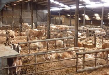 Le troupeau est 100% Blonde d’Aquitaine avec 74 droits PMTVA et une production de 30 taurillons par an.