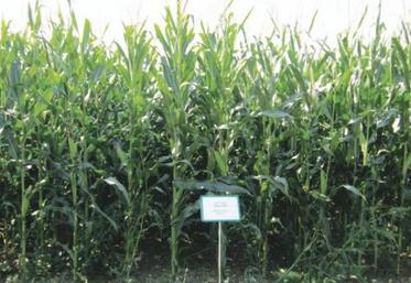 Dix variétés de maïs ont été testées en agriculture biologique en 2013.