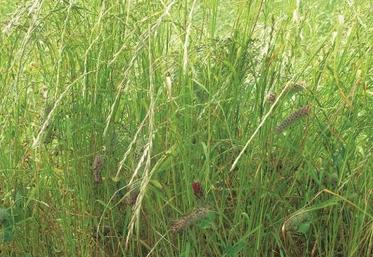 Prairie de ray grass d'Italie (RGI) et trèfle incarnat.