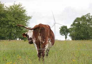 Normande, objectif 2050. Une vaste étude d’anticipation à horizon 2050, associant les éleveurs, a été menée en 2013 par l’OS Normande, en partenariat avec l’Institut de l’élevage.