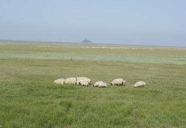 L'agneau AOC de Pré-Salé, une production porteuse, mais seuls quinze éleveurs sont engagés dans la démarche aujourd'hui, des deux côtés du Couesnon.