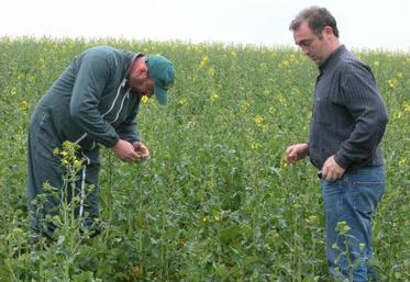 Dominique Rose et Samuel Hardy : “le colza, en zone d’élevage, permet 
de bien valoriser les effluents”.