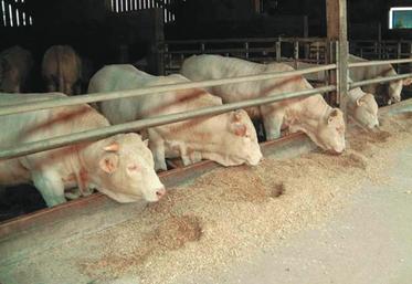 Les producteurs sont à la recherche de garanties face à la volatilité des prix des bovins et des intrants.