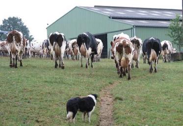 Le dressage au troupeau : c'est la phase la plus délicate. Il doit être assez fort physiquement pour dominer le troupeau.