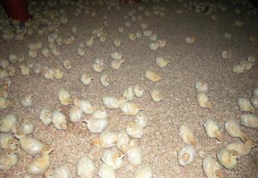 L’ana de lin grâce à son pouvoir absorbant constitue une excellente litière. Utilisé en ration bovin, il favorise  la rumination.