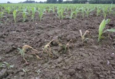 Le décalage de la date de semis n’est pas une assurance pour éviter les dégâts de taupins sur maïs (ici semis du 25/05/12, photo 25/06).