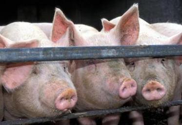 A cap 50, l’assainissement du schéma de sélection a permis de passer
le cap des 10 000 reproducteurs.