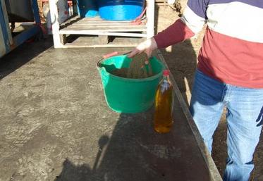 l'huile de colza, l'une des solutions développées par le monde agricole pour parer au prix du pétrole.