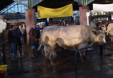 Près de 150 animaux, venant de tout l’Ouest, comme en 2009, sont attendus le 20 novembre à Torigni sur Vire.