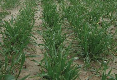 Parcelle de blé tendre semée fin octobre au stade fin tallage avec quelques plantes se redressant. (Soissons, semis 26/10, stade fin tallage, hauteur de l‘épi 5 mm, observé le 25 mars à Rots (14).