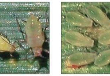 A gauche : Sitobion avenae : couleur du corps variable, cornicules longues et noires. Puceron 
capable de coloniser les épis. A droite : Sitobion avenae : couleur du corps variable, cornicules longues et noires. Puceron capable de coloniser les épis.
