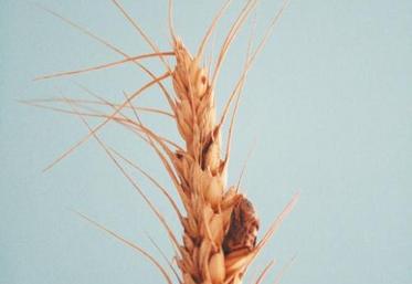La contamination des épis de blé provient principalement des graminées présentes dans la parcelle ou dans les bordures du champ